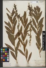 Foto von Salix purpurea L. x Salix viminalis L.